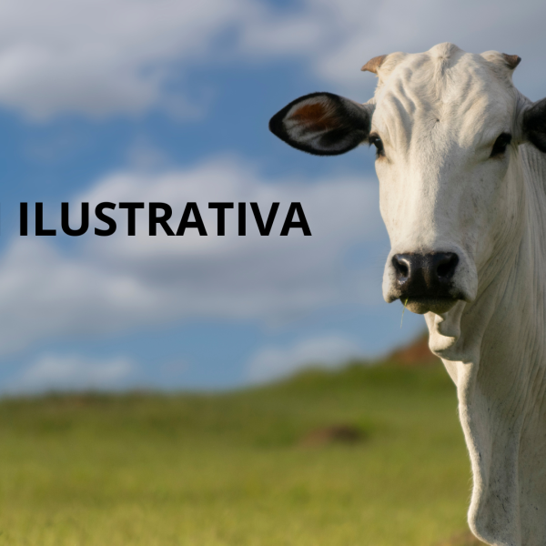 Novilha/LG - vou desfrutar o caminho top Paulo Afonso